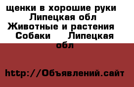 щенки в хорошие руки - Липецкая обл. Животные и растения » Собаки   . Липецкая обл.